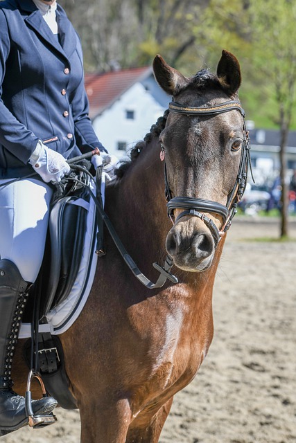 式的战术安 式的战术安