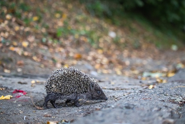 吸引了大量 吸引了大量